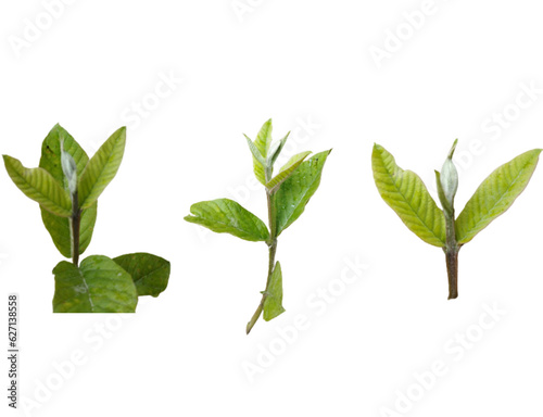 Guavas leaves plant in a pot isolated white background png format 