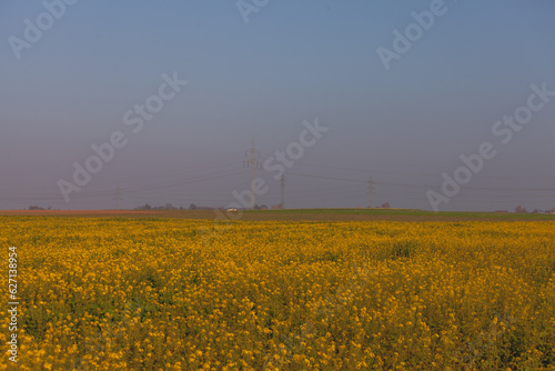 field of rapeseed