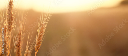 Golden wheat spikelets in field  closeup. Banner for design