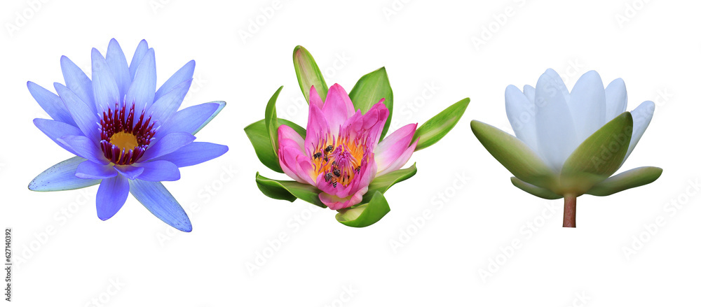 Collection of Nymphaea or water lily or lotus flower. Close up pink-white-purple lotus flower isolated on transparent background.