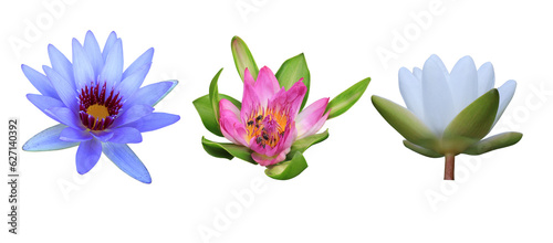 Collection of Nymphaea or water lily or lotus flower. Close up pink-white-purple lotus flower isolated on transparent background.