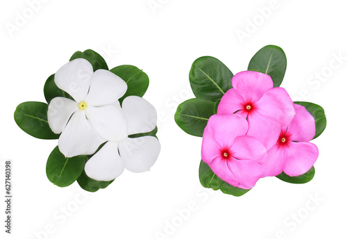 Collection of white-pink Catharanthus roseus or Madagascar periwinkle or Vinca or Old maid or Cayenne jasmine or Rose periwinkle flower bouquet isolated on transparent background. photo