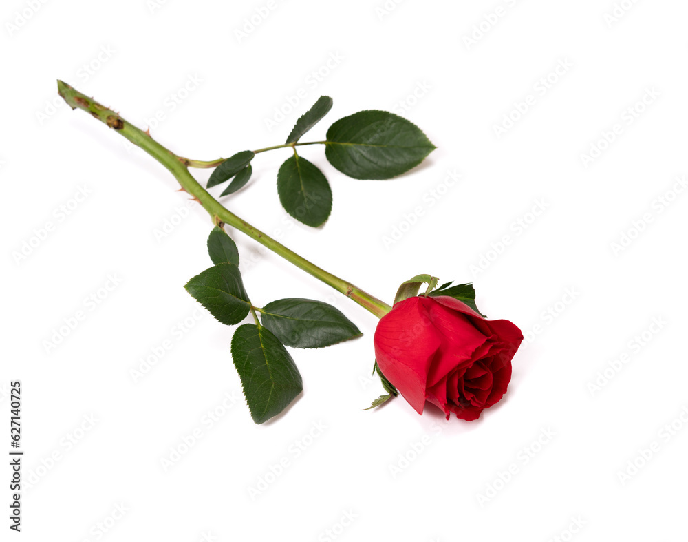 red rose isolated on white background