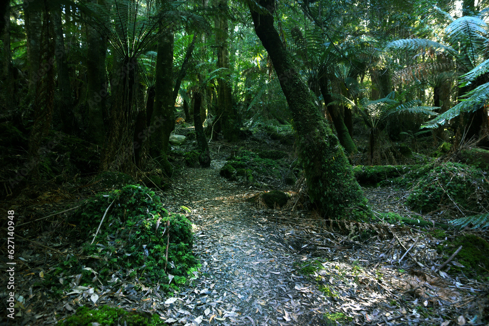 landscape portrait of a lush dark enchanted forest with lush mossy plants and ferns, along the three cape hike trail pathway in Tasmania Australia landscape portrait of a lush dark enchanted forest with lush mossy plants and ferns, along the three cape hike trail pathway in Tasmania Australia