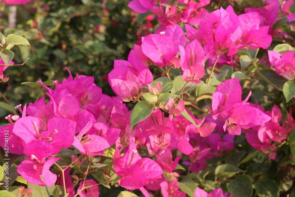 Bougainvillea spectabilis flower plant on nursery Bougainvillea spectabilis flower plant on nursery