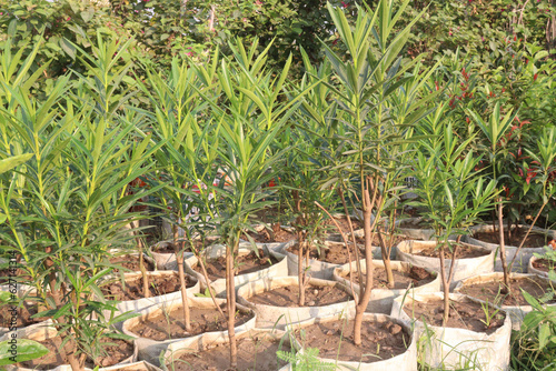 Nerium indicum flower plant on farm