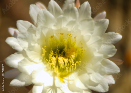 white cactus flower