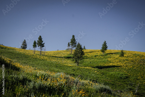 Expansive field of yellow wild flowers and pine tree in Ketchum Idaho in summer photo