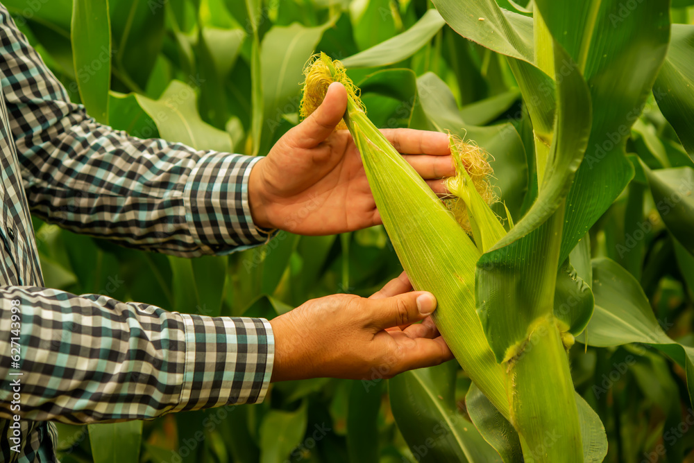 Obraz premium Farmer inspects the lush corn held in their hands, seeking the perfect texture and color that indicates peak ripeness.