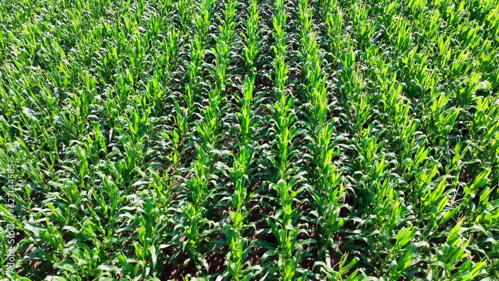 A top down view of a field of corn growing tassels in the bright summer sunshine.