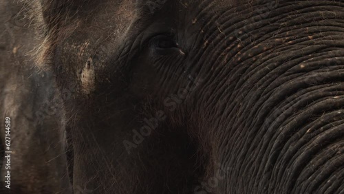 Elephant moves ears to cool off, big head