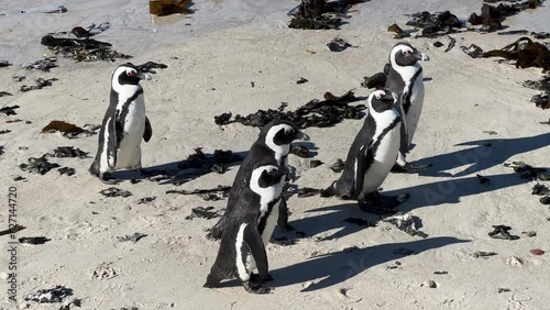 Penguins walking along the beach
