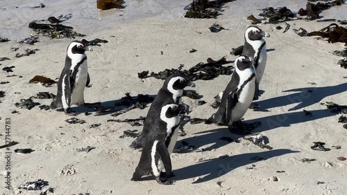 penguins walking along the beach