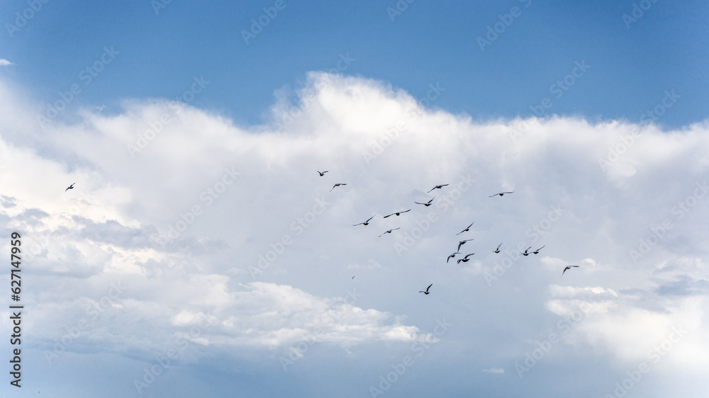 Birds fly freely in the blue sky and white clouds yearn for freedom Birds fly freely in the blue sky and white clouds yearn for freedom