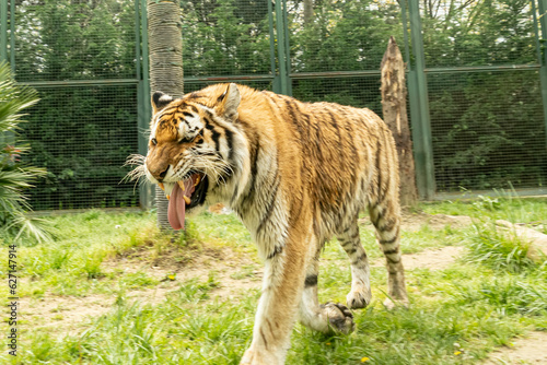 Tiger in the zoo photo