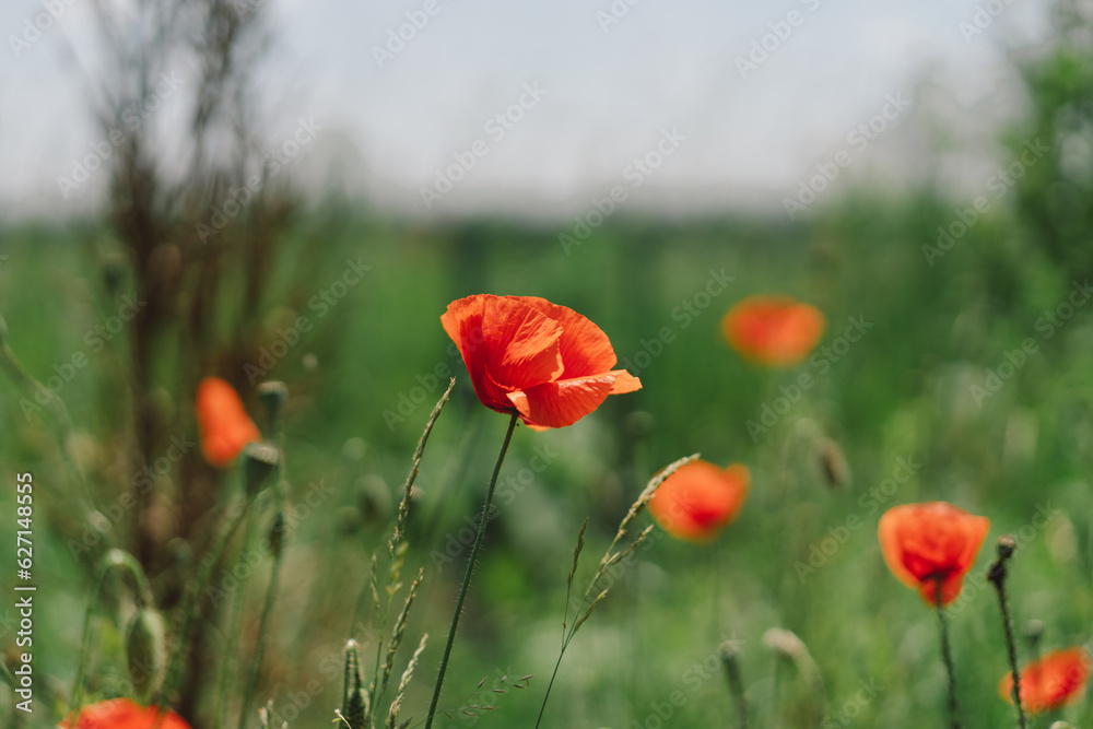 A field with poppies blooming everywhere in summer. Red flowered in the summer field A field with poppies blooming everywhere in summer. Red flowered in the summer field