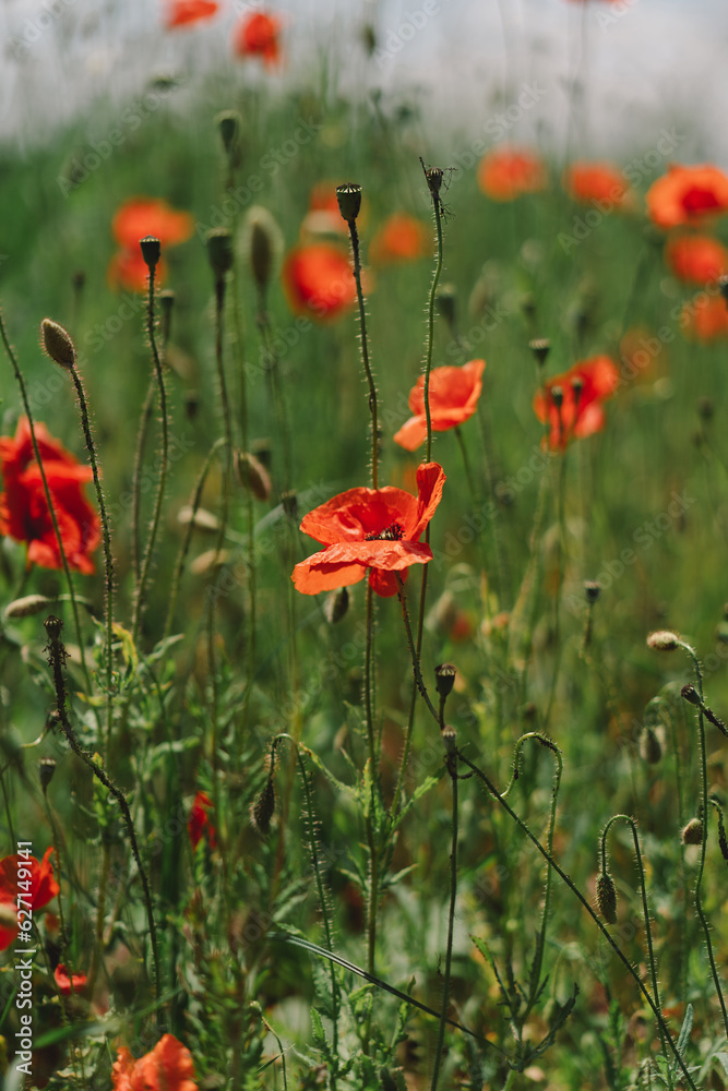Obraz premium A field with poppies blooming everywhere in summer. Red flowered in the summer field