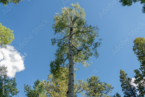 Tall tree into the sky, birch tree, forest tree, clouds and tree, centered tree in forest and clouds