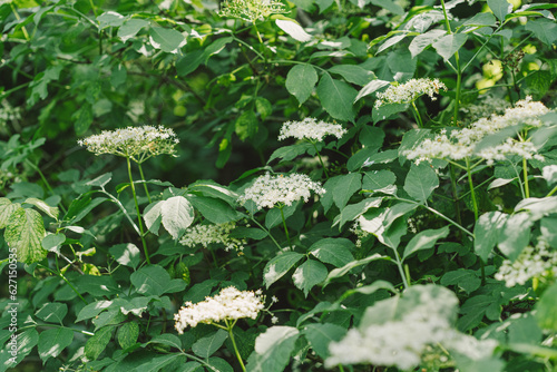 Elder flowers in garden. Sambucus nigra. Elder, black elder flowers. Alternative medicine