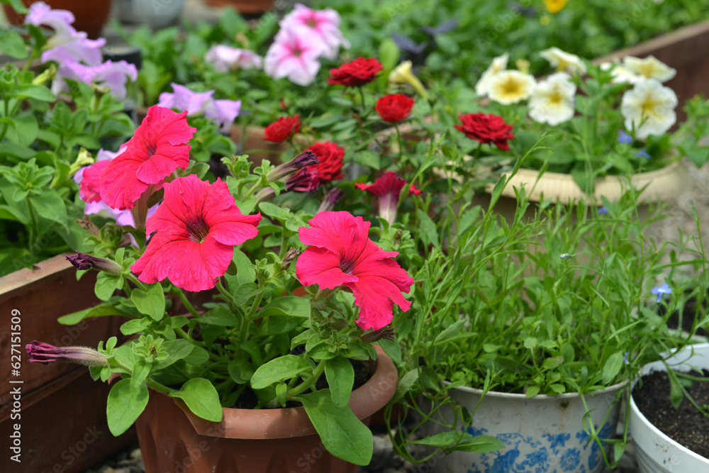 Beautiful flowers of pink petunia in pot in greenhouse. Vintage home garden and planting objects, botanical still life with summer and spring plants