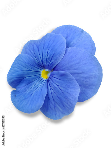 close up of blue pansy flower isolated on transparent background. © Naige