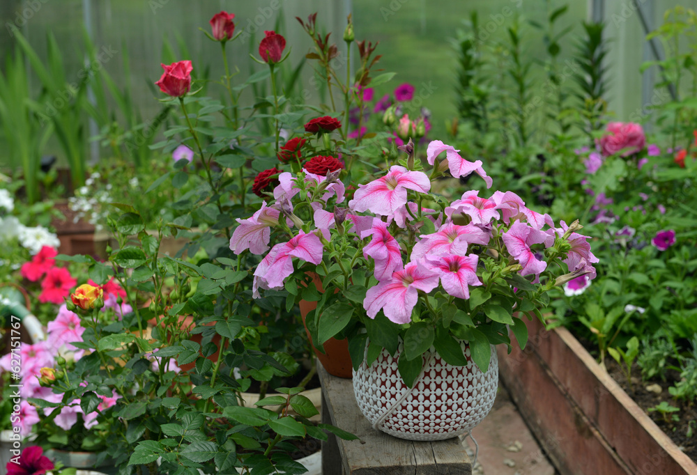 Beautiful flowers of pink petunia in pot in greenhouse. Vintage home garden and planting objects, botanical still life with summer and spring plants