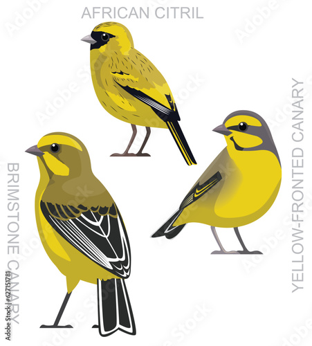 Cute Bird African Citril Canary Set Cartoon Vector 