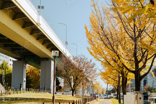 Hisaya Odori avenue autumn ginkgo road in Nagoya, Japan photo