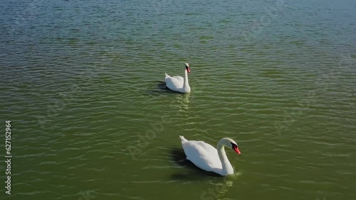 Couple of swans is swimming at the lake