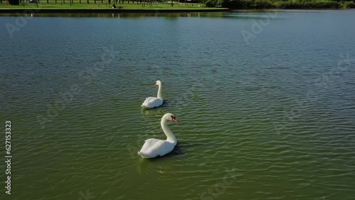 Drone is orbiting around the couple of swans