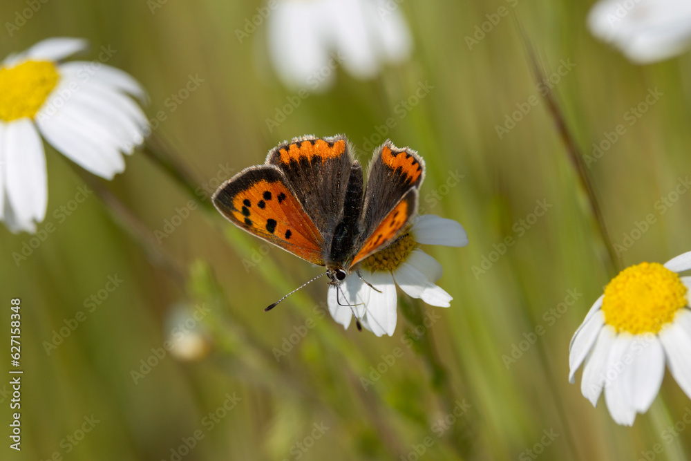 Kleiner Feuerfalter (Lycaena phlaeas) auf Margarite