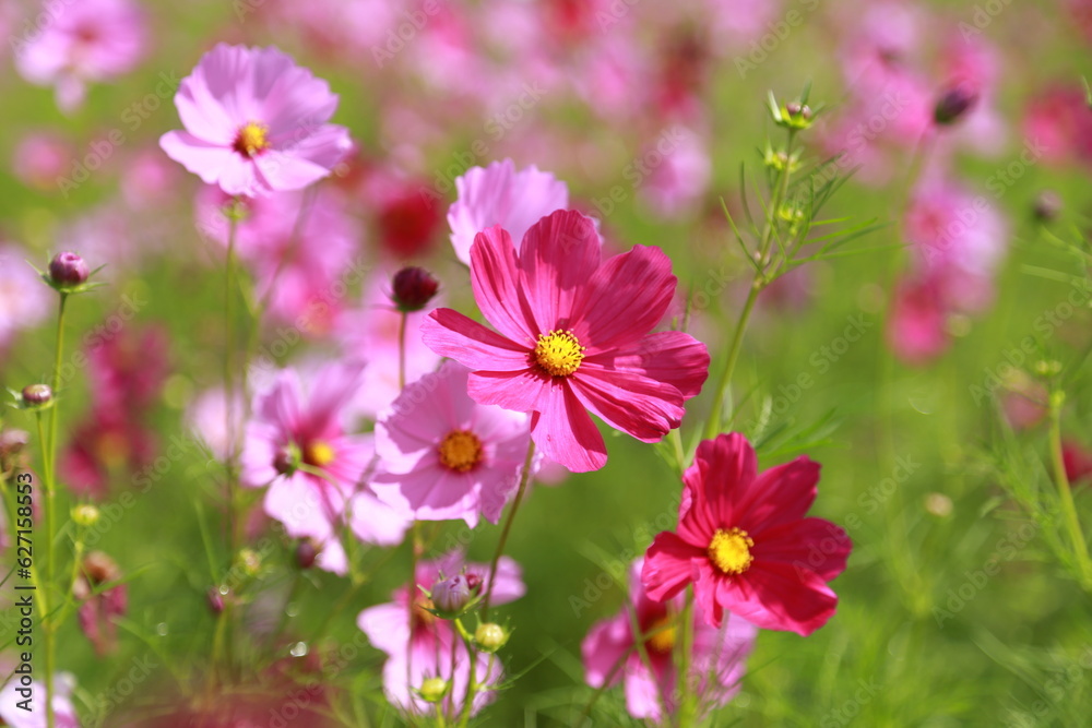 Cosmos flowers bloom in Jim Thompson Farm, a famous natural and cultural attraction in Thailand.