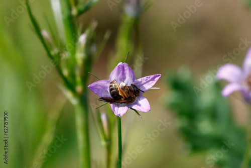 Wildbiene in Ruhestellung in Glockenblume
