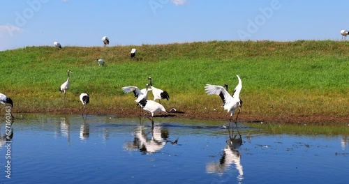 Red-crowned cranes in Zhalong wetland.Heilongjiang Zhalong National Nature Reserve is a rare waterfowl distribution area dominated by cranes and other large waterfowl, is the largest breeding ground. photo