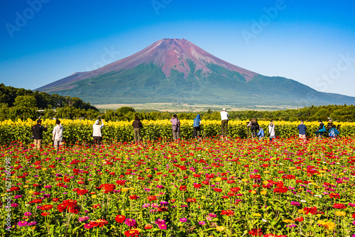 Fototapeta Naklejka Na Ścianę i Meble -  花の都公園から富士山とカメラマン