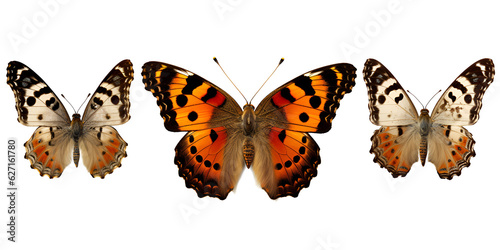 Three beautiful butterflies isolated on white background