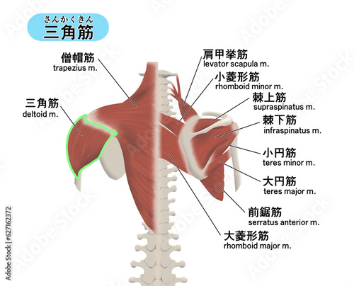 Foto 背中の筋肉パーツの位置関係がわかるイラスト　三角筋