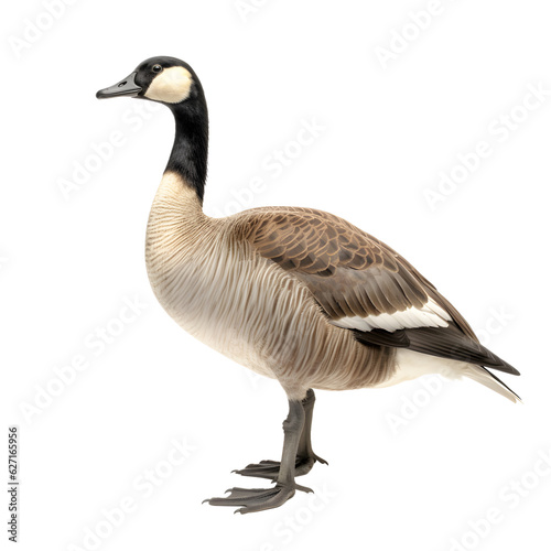 Canadian Goose, wild bird, bird watching, realistic illustration,
 side view, transparent background, png, generative ai