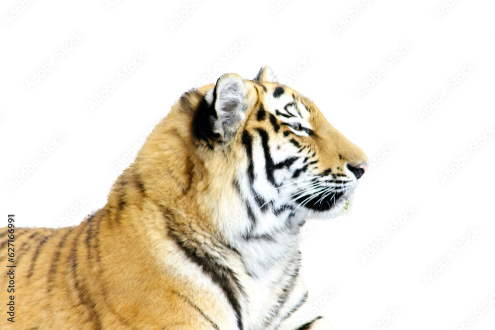 Obraz premium siberian tiger (Pantera tigris altacia)