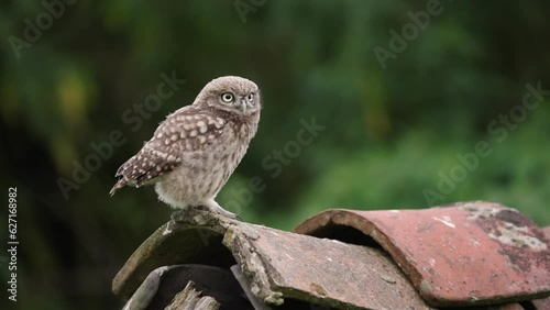 Juvenile little owl sits atop owl house looking around. Closeup profile photo