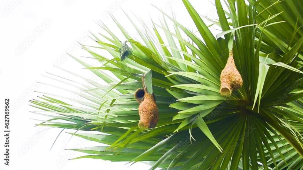 Baya weaver bird nest in Asian palmyra palm leaf in Bangladesh. Bird eating in their Nest hanging on palm tree