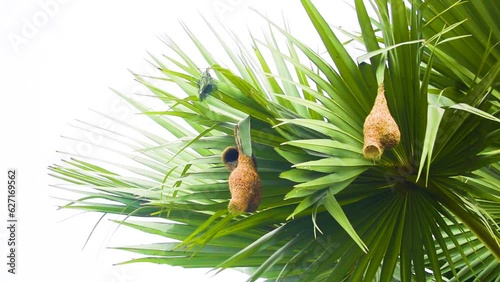 Baya weaver bird nest in Asian palmyra palm leaf in Bangladesh. Bird eating in their Nest hanging on palm tree photo