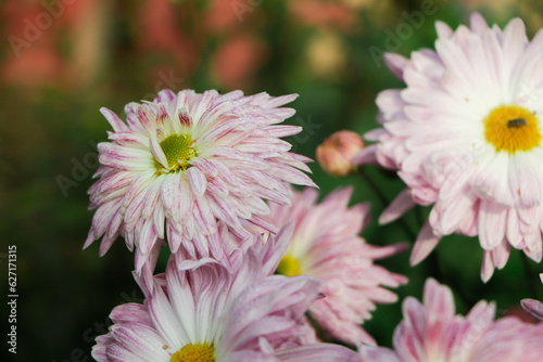 Pink Chrysanthemums in the autumn garden .Background of many small pink flowers of Chrysanthemum. Beautiful autumn flower background. Chrysanthemums Flowers blooming in