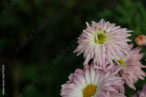 Dahlia Autumn flower design.With copy-space