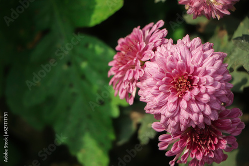 pink winter chrysanthemum flowers with space for text. garden chrysanthemum