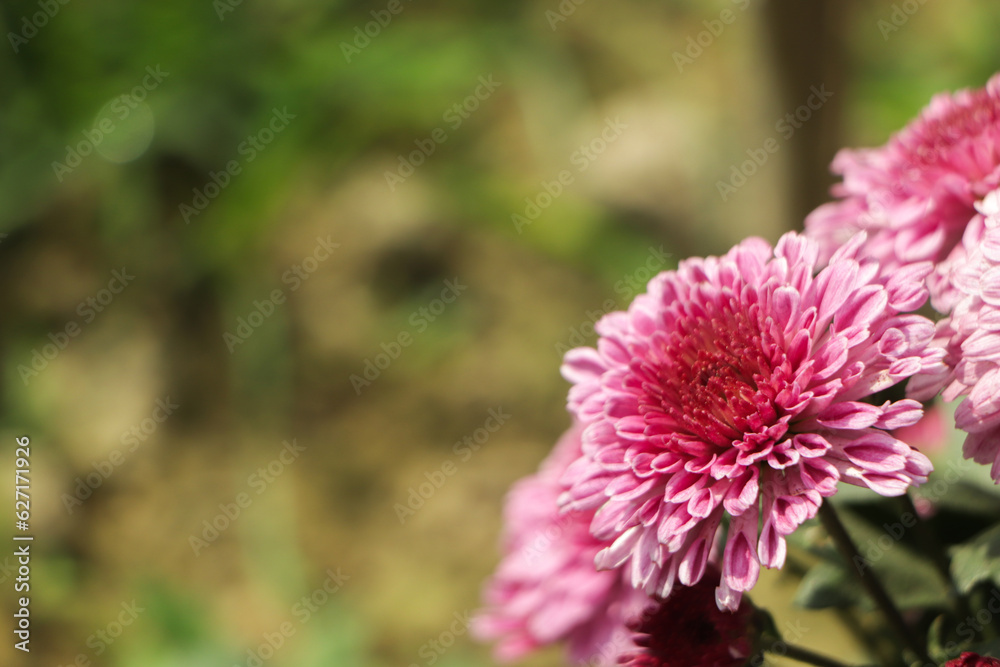Obraz premium Beautiful pink chrysanthemums close up in autumn Sunny day in the garden. Autumn flowers. Flower head