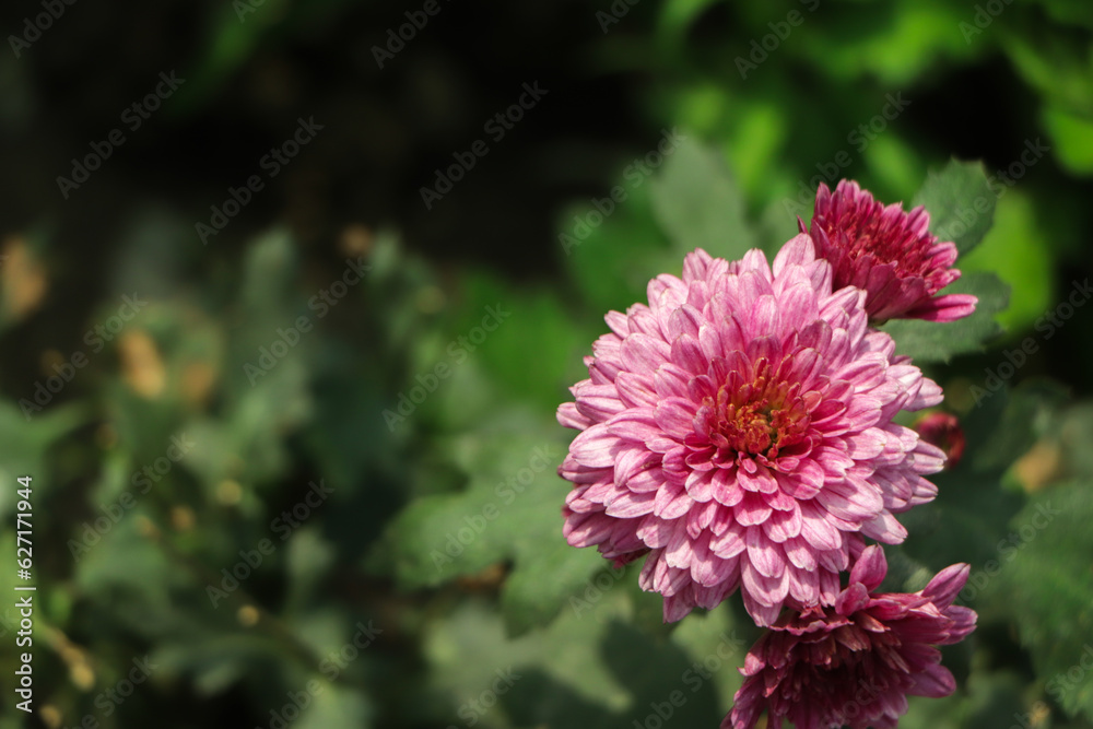 Dahlia Autumn flower design.With copy-space Dahlia Autumn flower design.With copy-space
