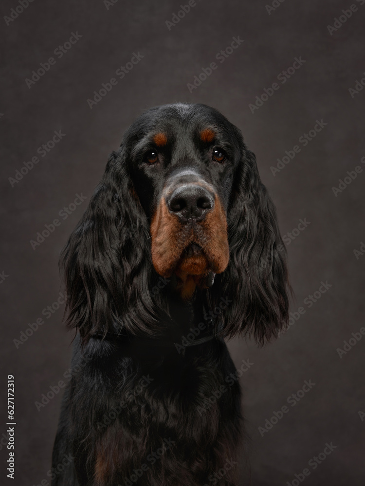 portrait of dog on a brown canvas background. Nice Gordon setter in studio portrait of dog on a brown canvas background. Nice Gordon setter in studio