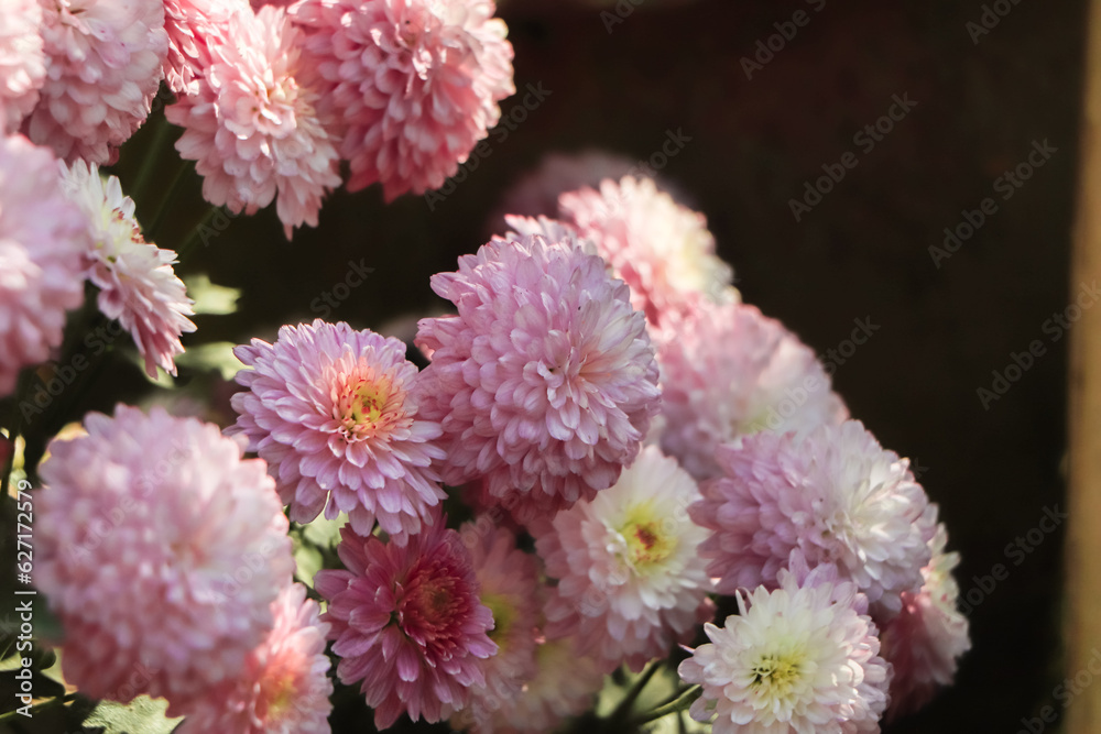 Pink chrysanthemum flowers autumn floral bouquet concept Pink chrysanthemum flowers autumn floral bouquet concept