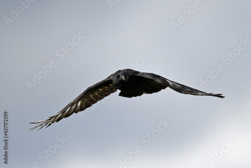 Aaskrähe, Rabenkrähe // Carrion crow (Corvus corone) photo